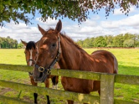Irish National Stud & Gardens